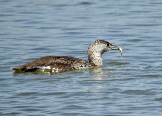 Red-throated Loon - ML619052707