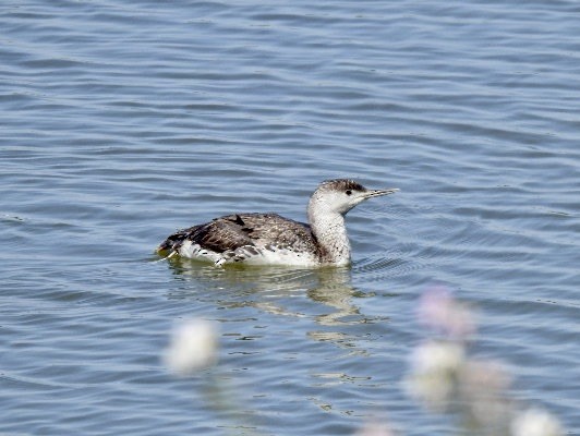 Red-throated Loon - ML619052760