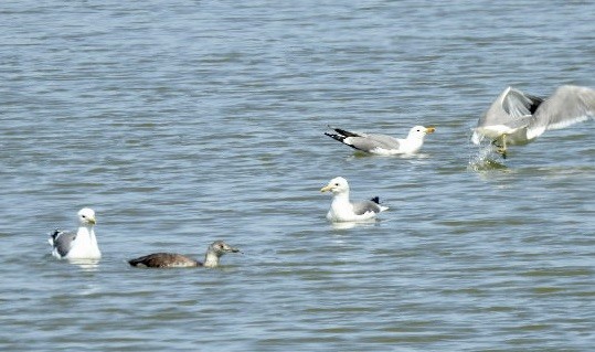 Red-throated Loon - ML619052770