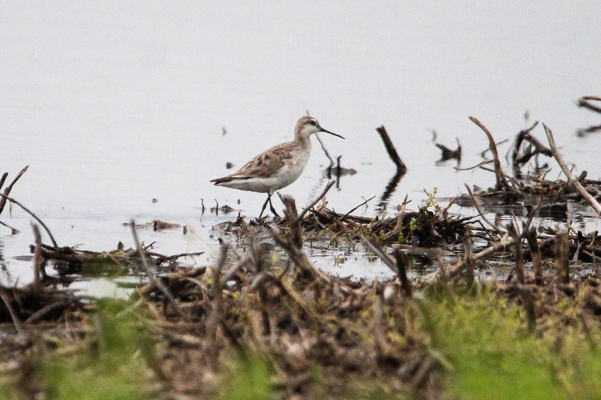 Wilson's Phalarope - Corey Wagner