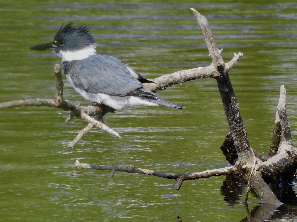 Belted Kingfisher - Linda Standfield