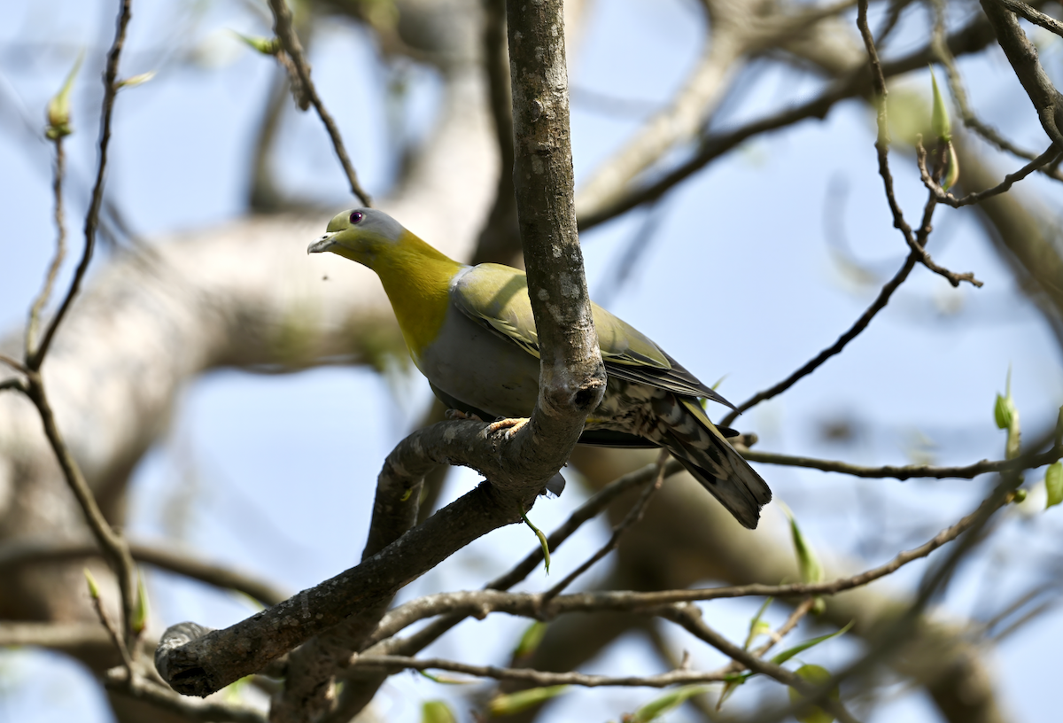Yellow-footed Green-Pigeon - Joseph Tobias