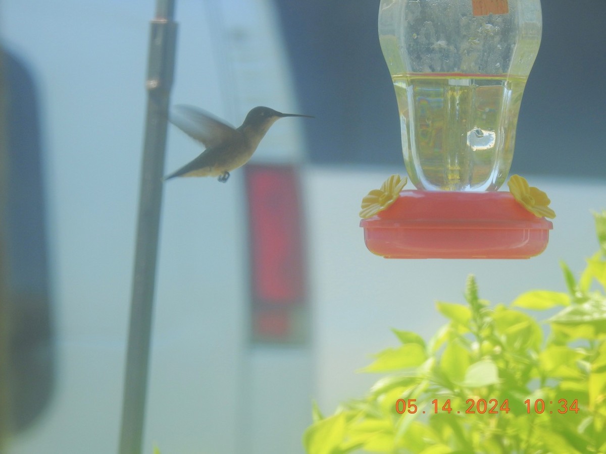 Ruby-throated Hummingbird - ML619052802