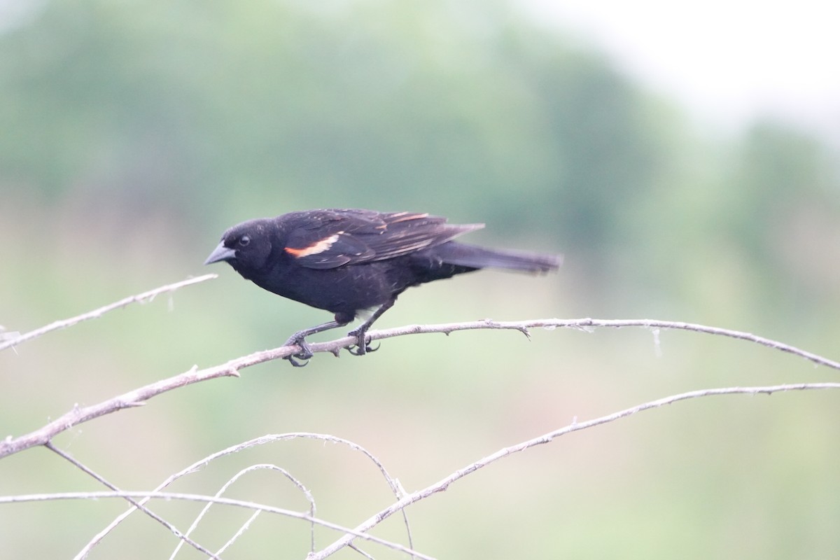 Red-winged Blackbird - Wally Taylor