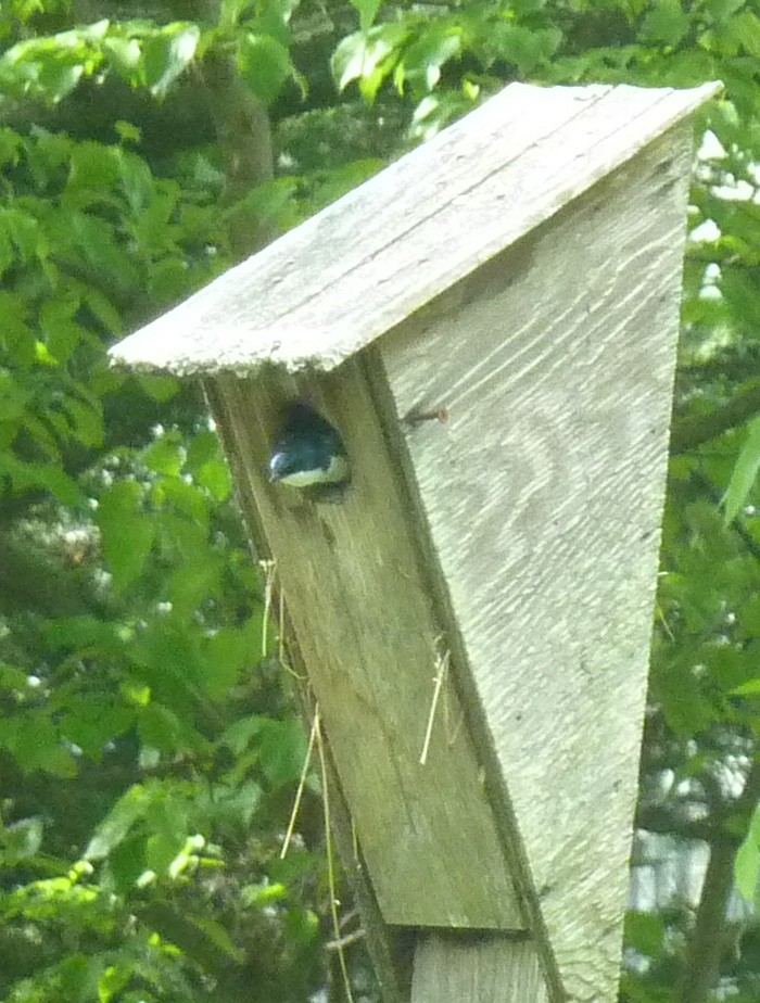 Tree Swallow - ML619052828