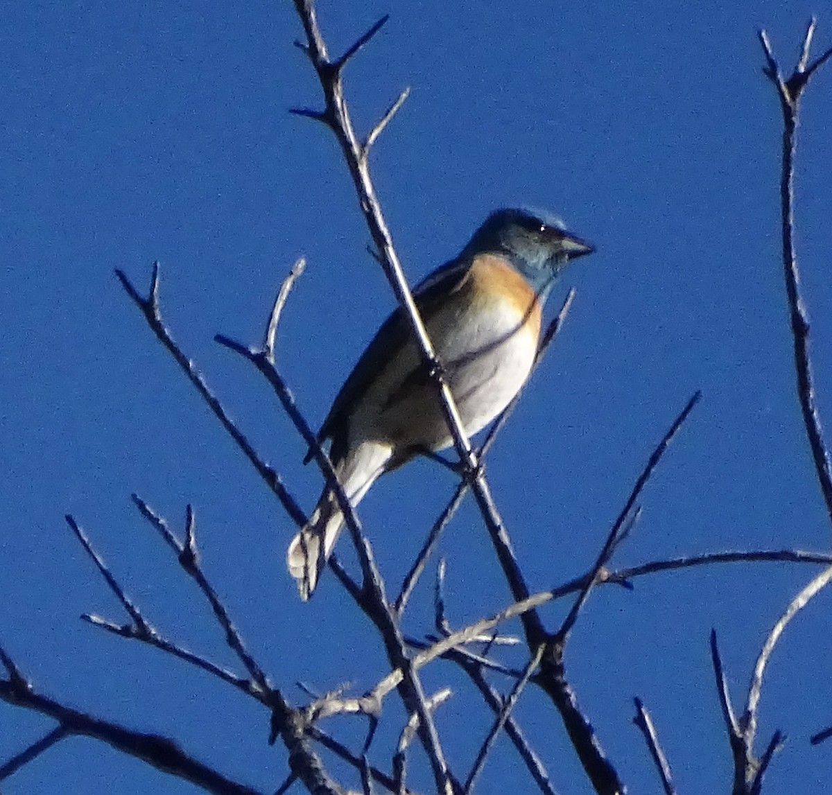 Lazuli Bunting - Diane Rose