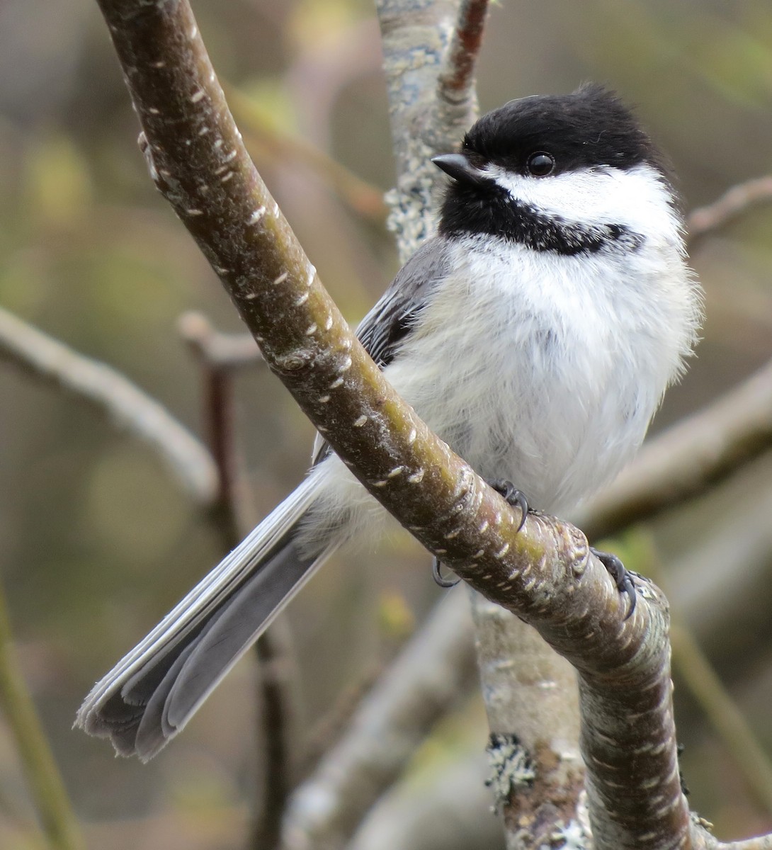 Black-capped Chickadee - James Hirtle