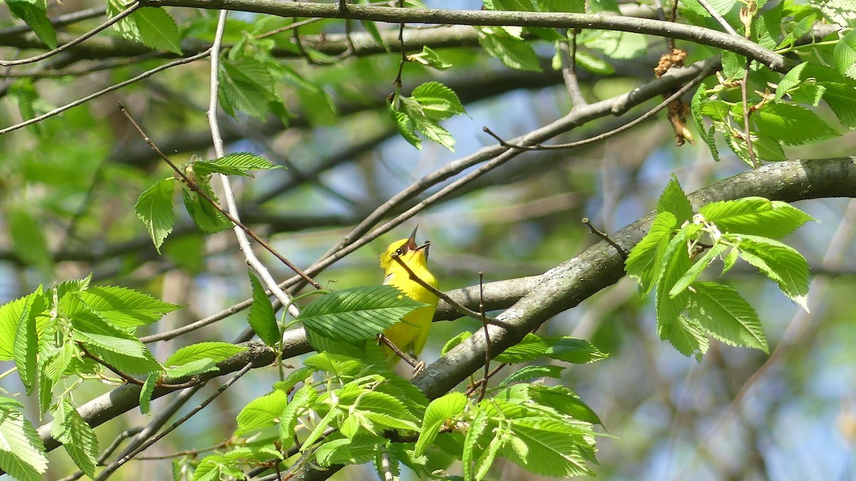 Blue-winged Warbler - Leslie Sours