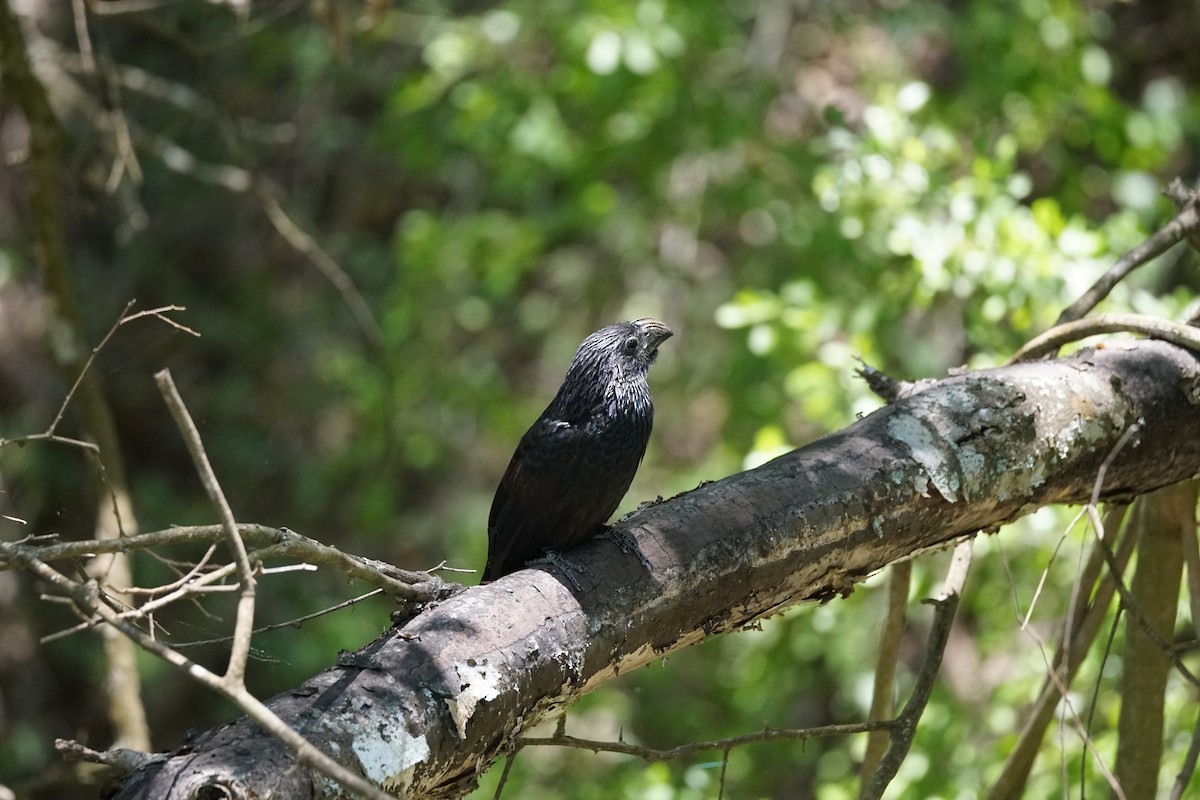 Groove-billed Ani - Chase Wilson