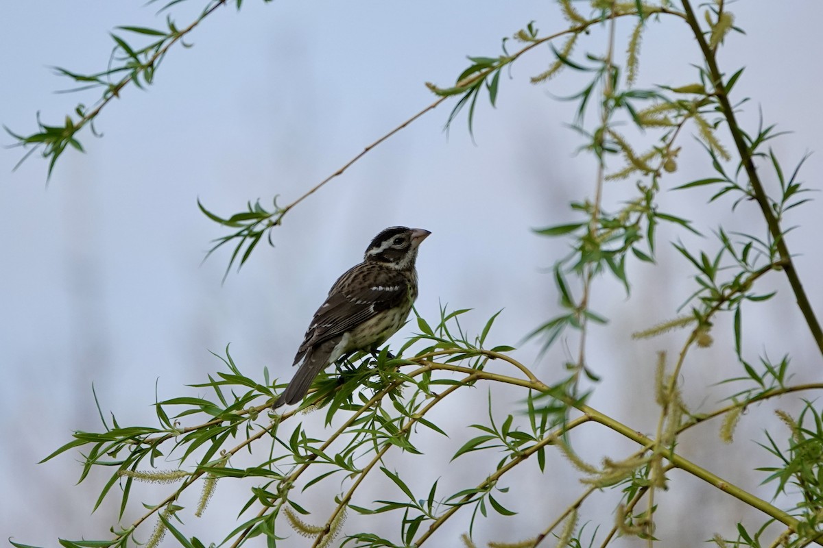 Rose-breasted Grosbeak - ML619052921