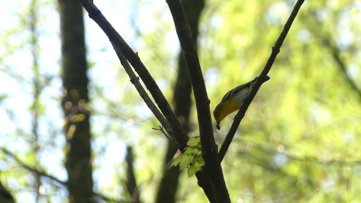 Yellow-throated Vireo - Leslie Sours