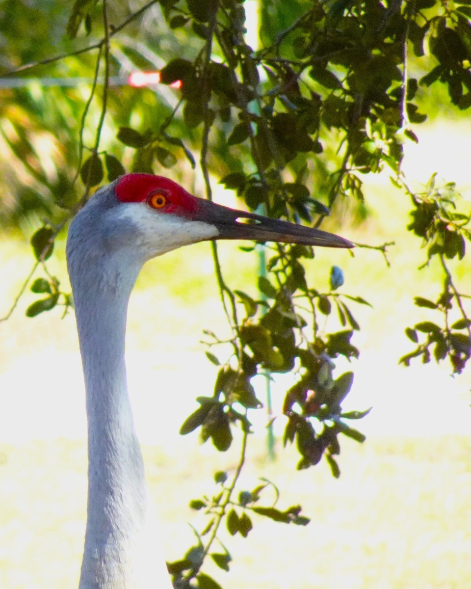 Sandhill Crane - ML619052932