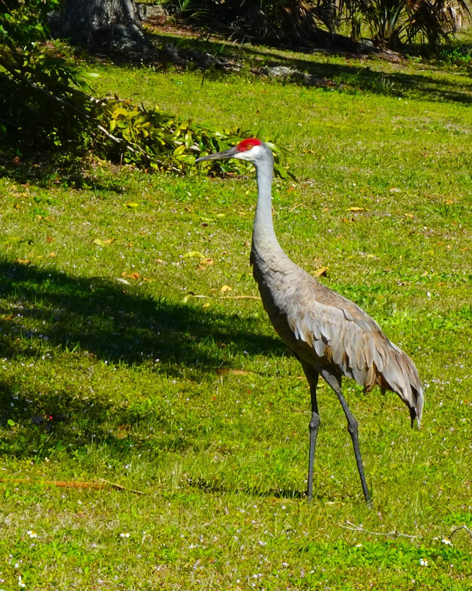 Grulla Canadiense - ML619052933