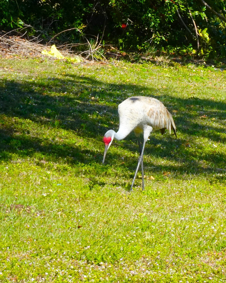 Sandhill Crane - ML619052938