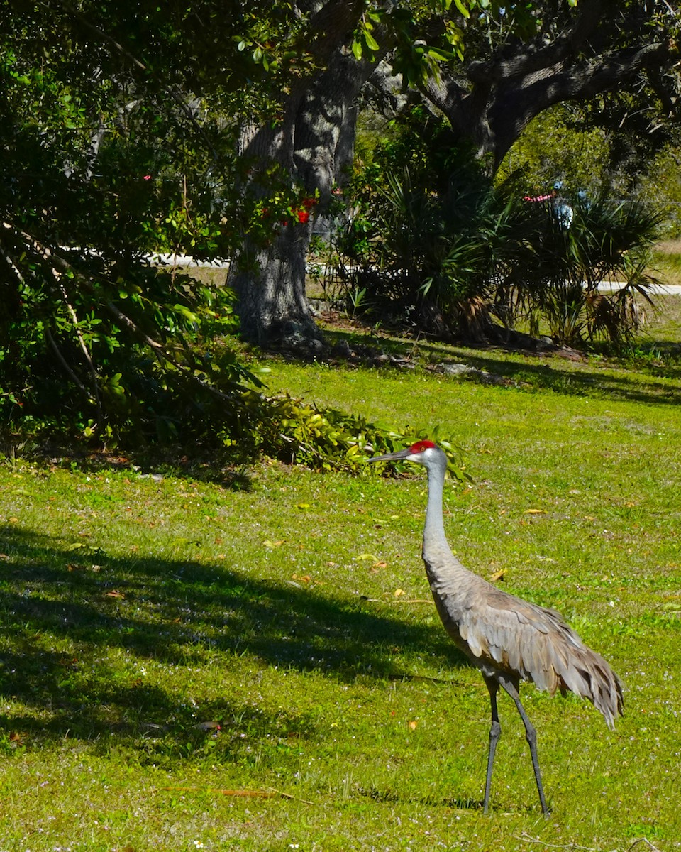 Grulla Canadiense - ML619052939