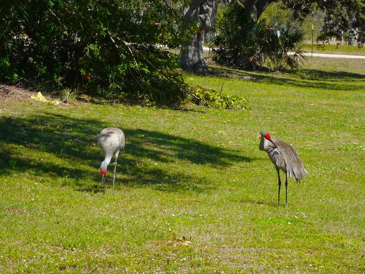 Sandhill Crane - ML619052940