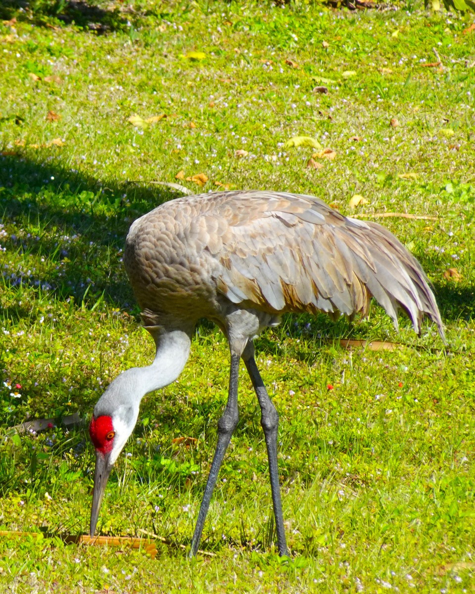 Sandhill Crane - ML619052941