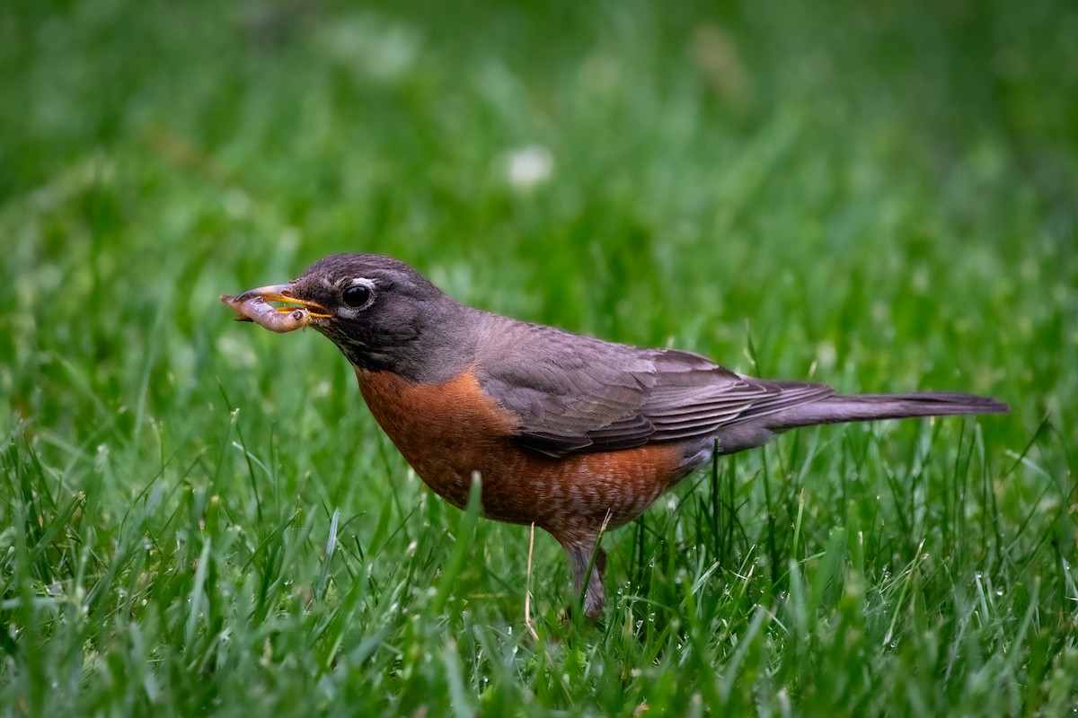 American Robin - Randy Walker