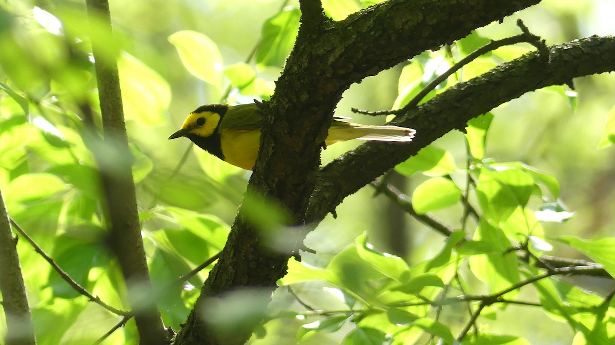 Hooded Warbler - ML619052964