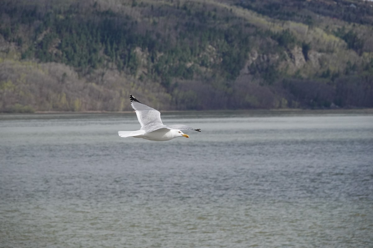 Herring Gull - Michel Robert