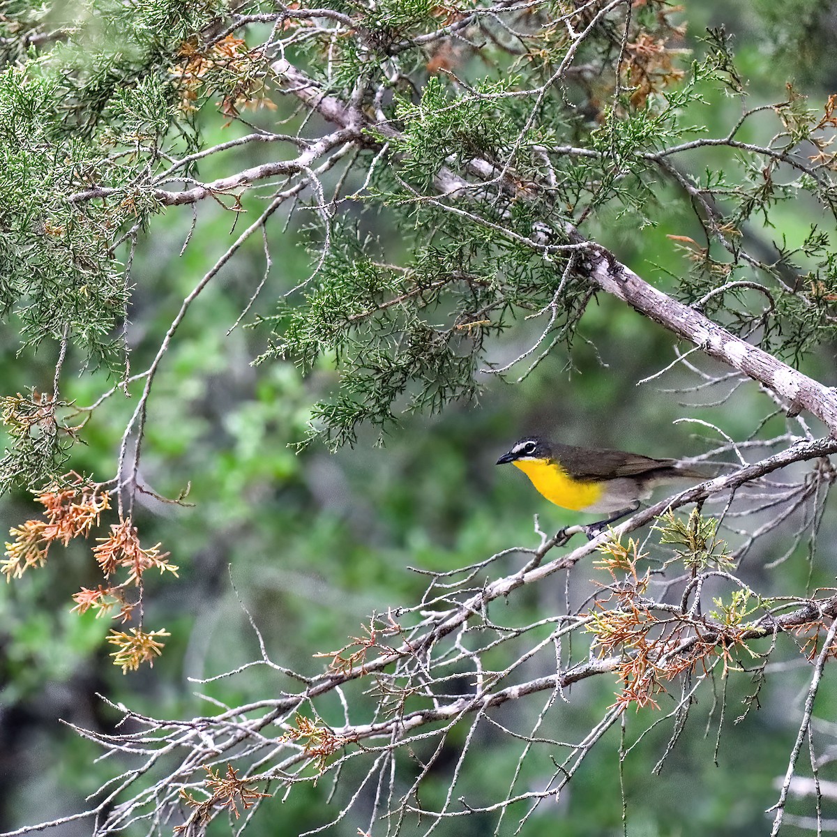 Yellow-breasted Chat - Sylvie Nadeau Gneckow