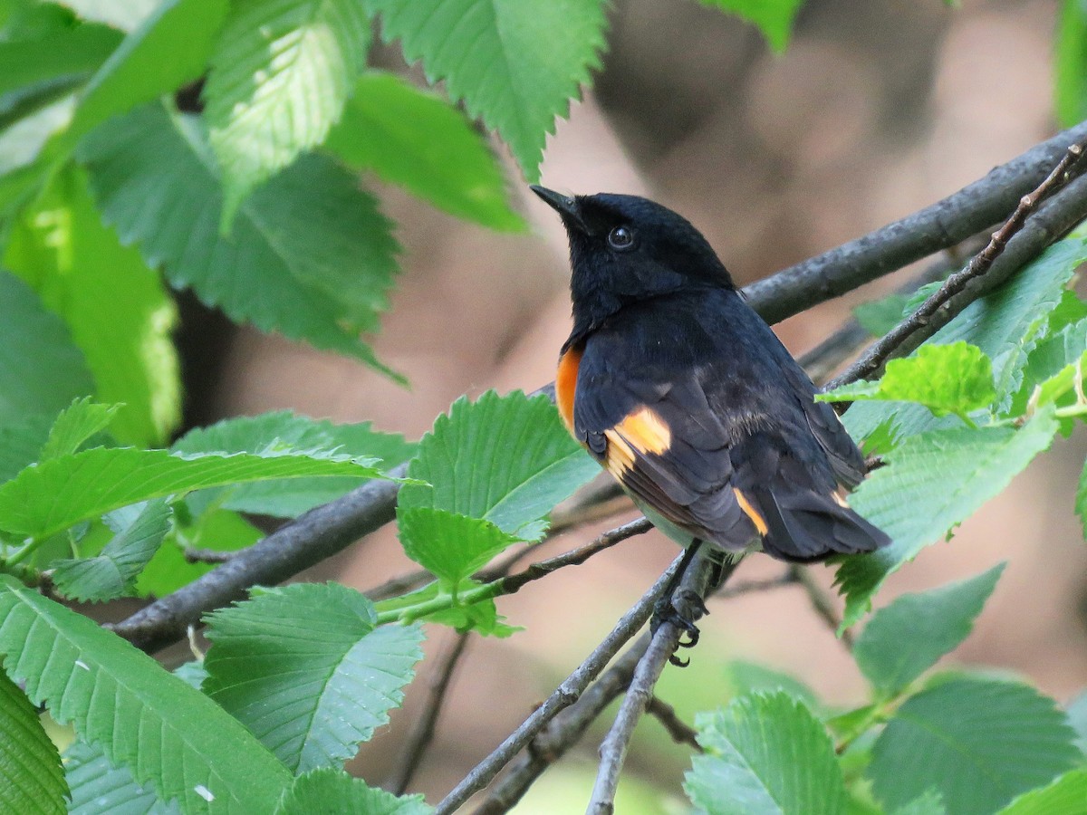 American Redstart - ML619052999