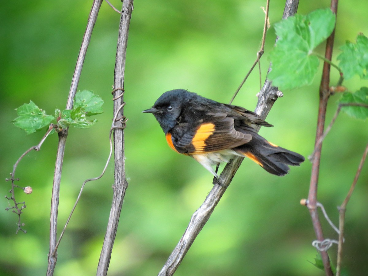 American Redstart - ML619053000