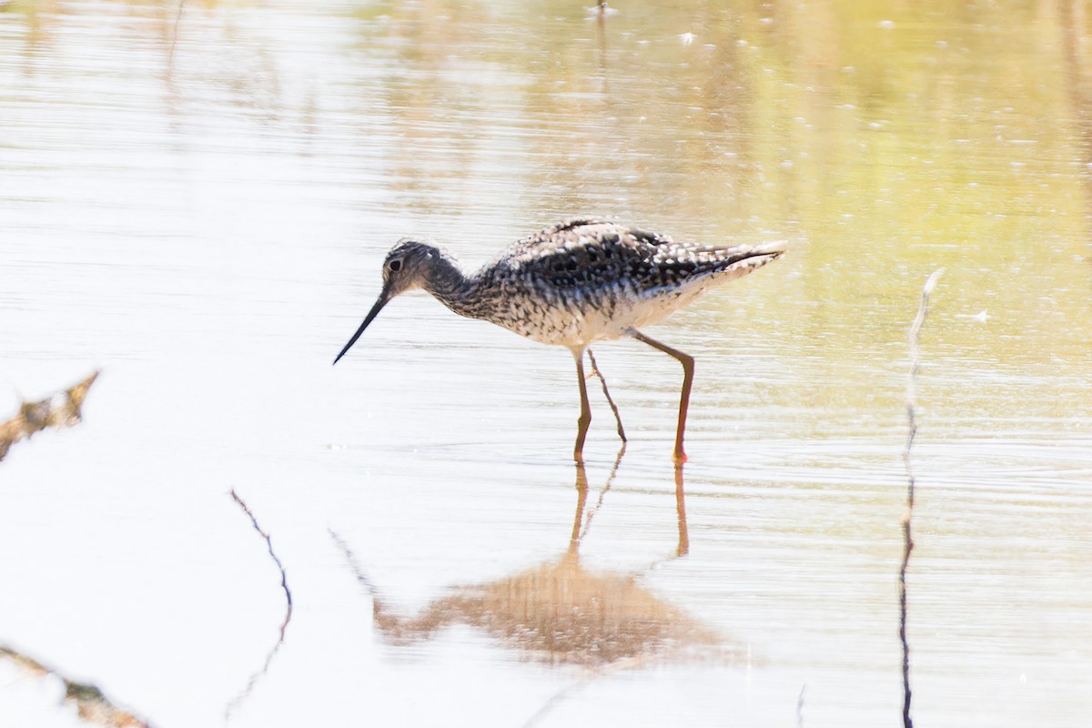 Greater Yellowlegs - ML619053007