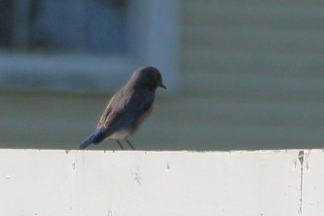 Eastern Bluebird - Martha Huestis