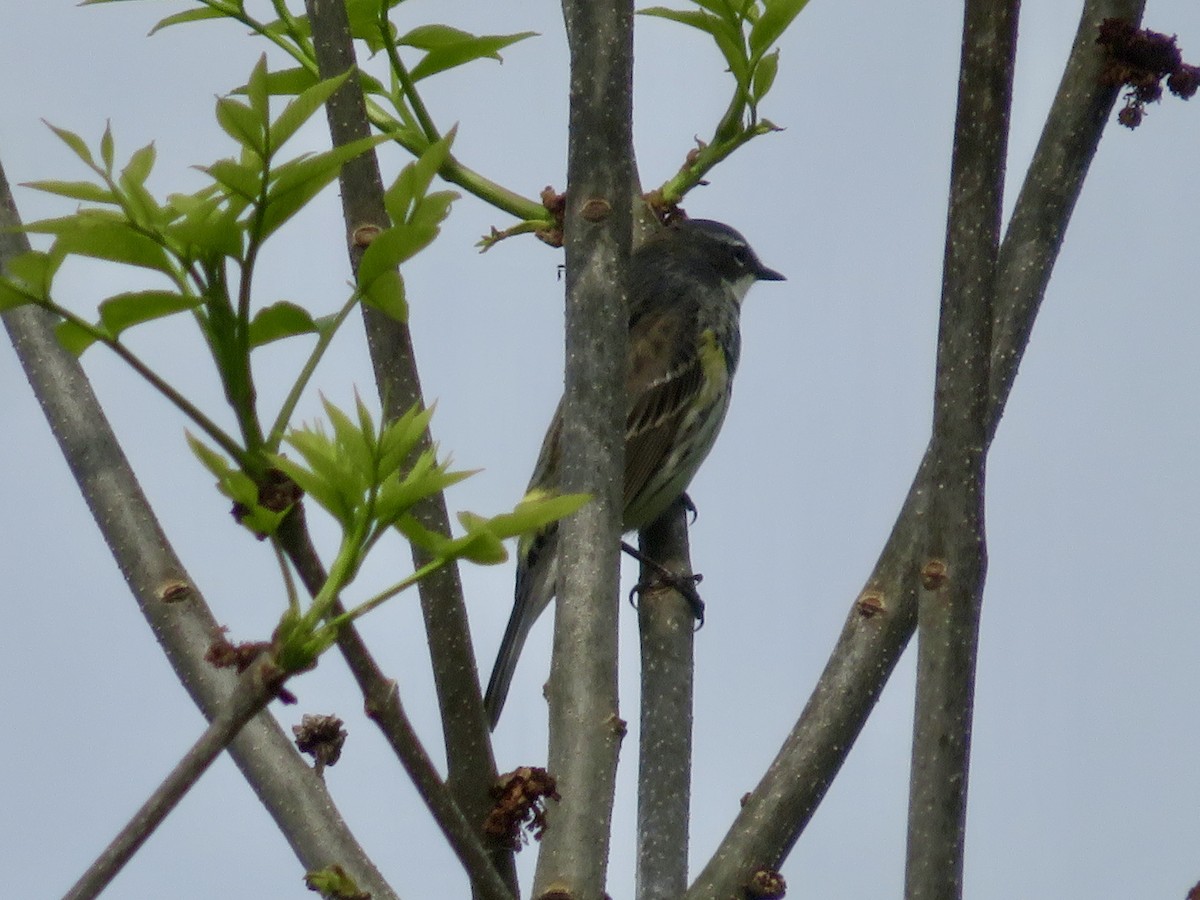 Yellow-rumped Warbler - Christine Cote