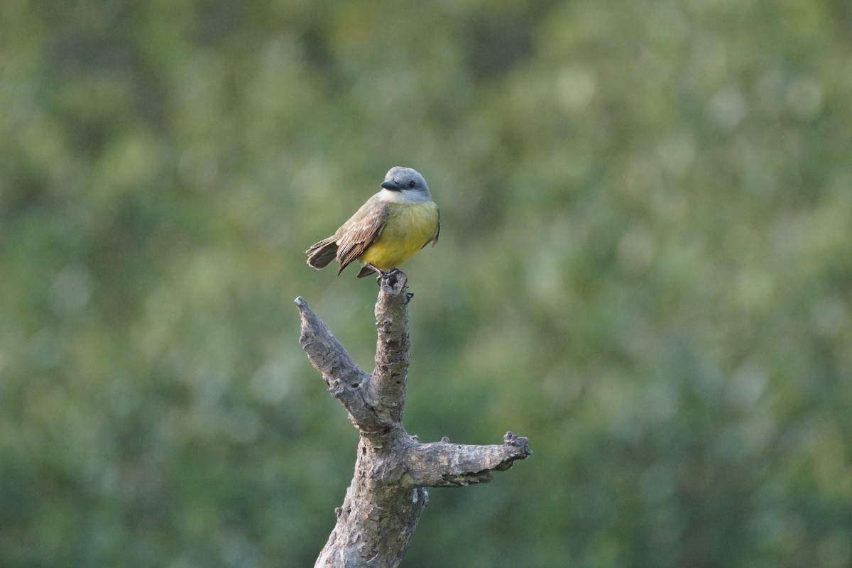 Tropical/Couch's Kingbird - ML619053038