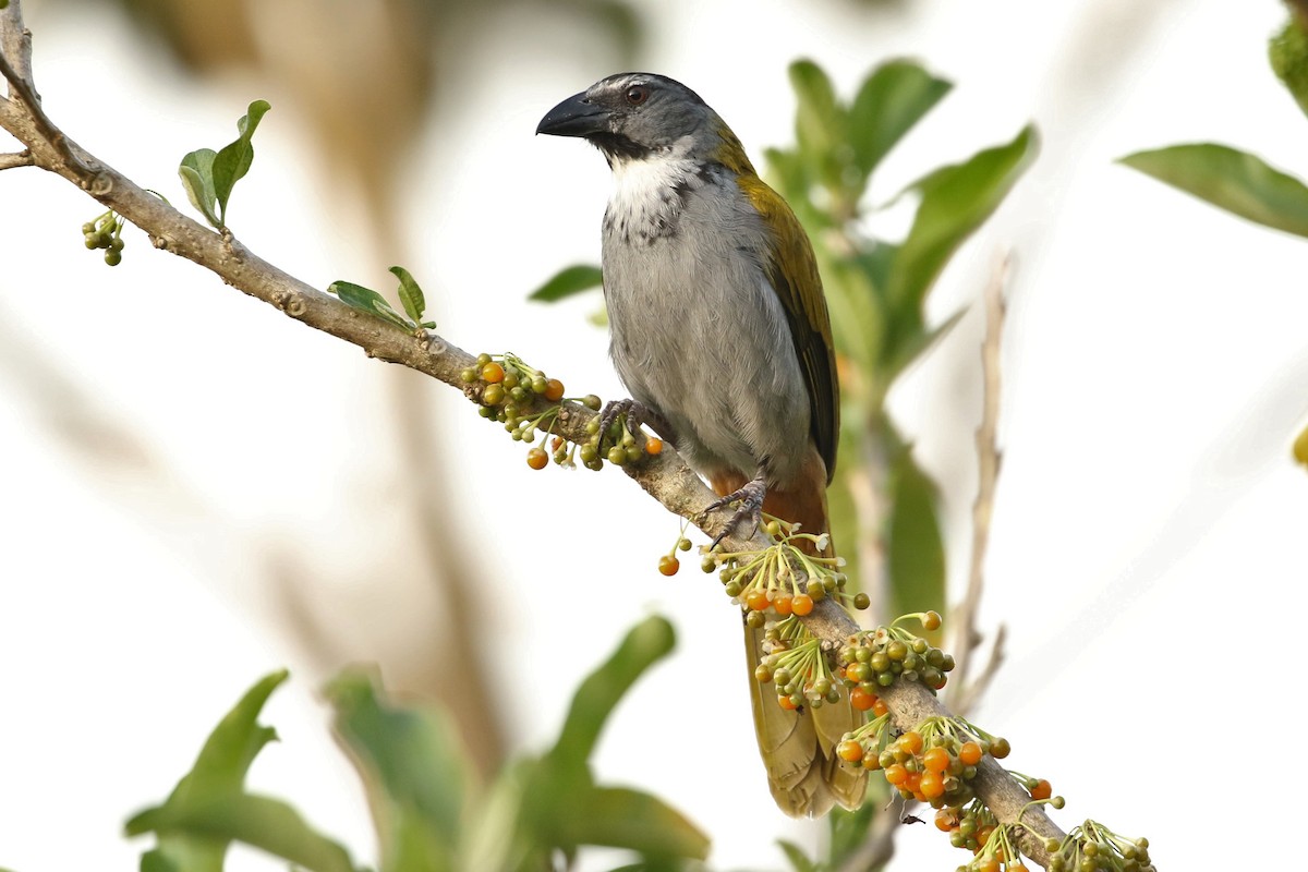 Black-headed Saltator - John and Milena Beer