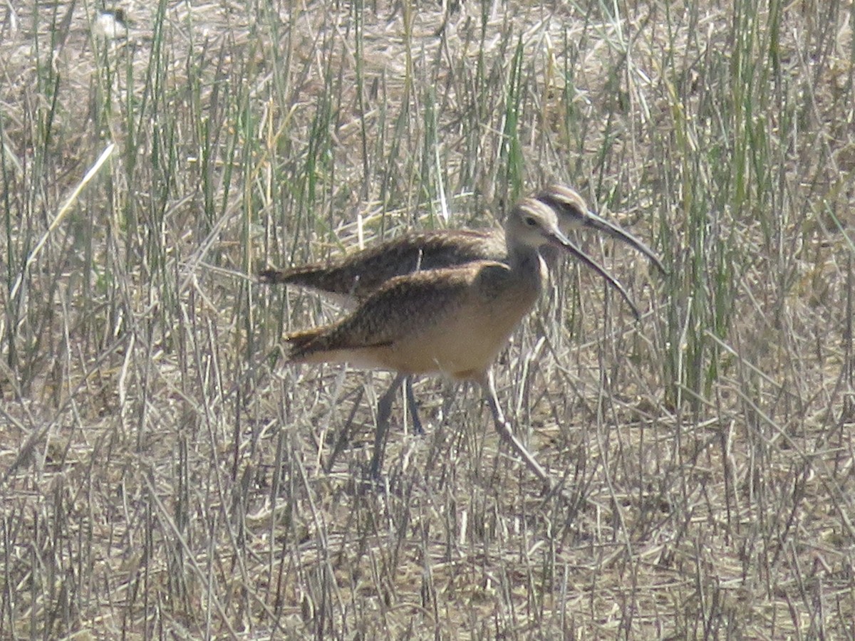 Whimbrel - ML619053042