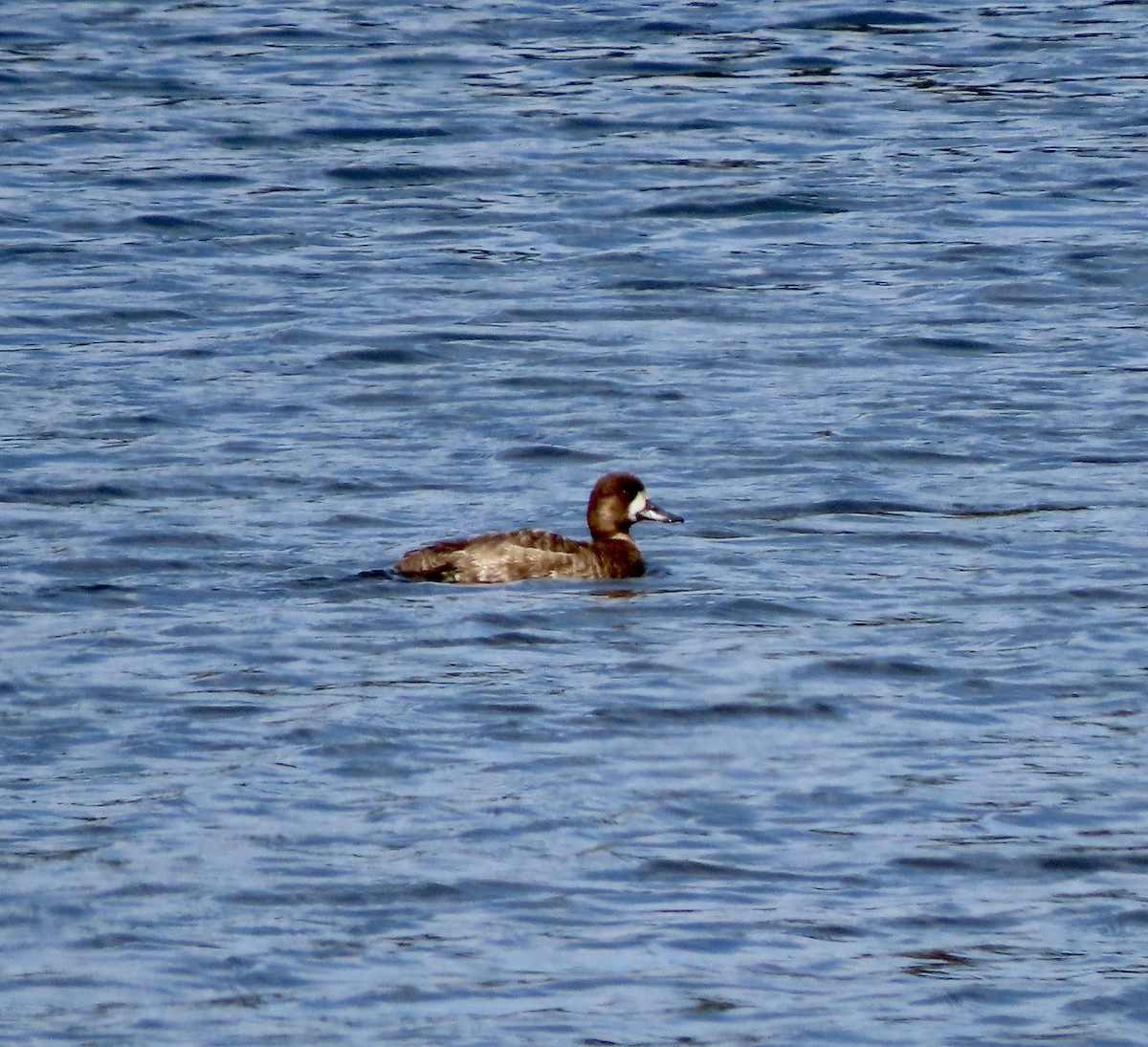 Lesser Scaup - Laurie Reynolds