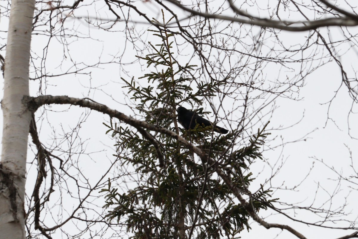 American Crow - Philip Nearing