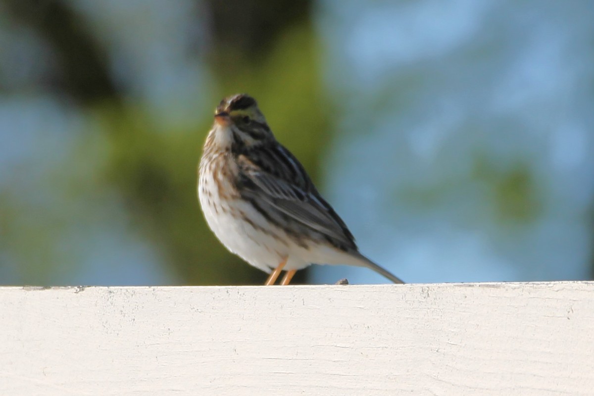 White-throated Sparrow - Martha Huestis