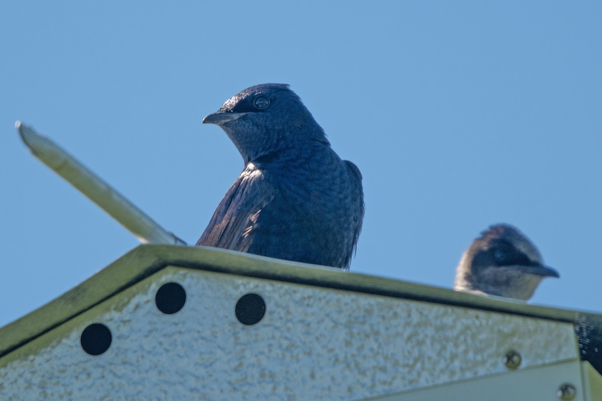 Purple Martin - Allen Chartier