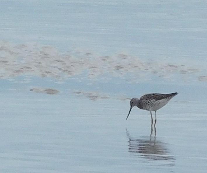 Greater Yellowlegs - ML61905311