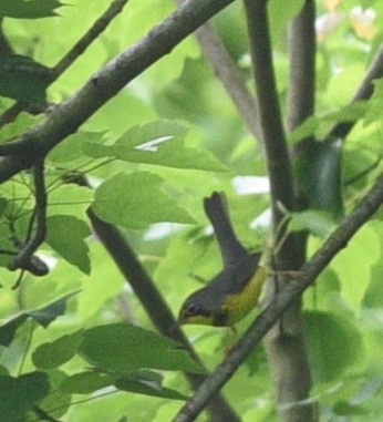 Canada Warbler - ML619053147
