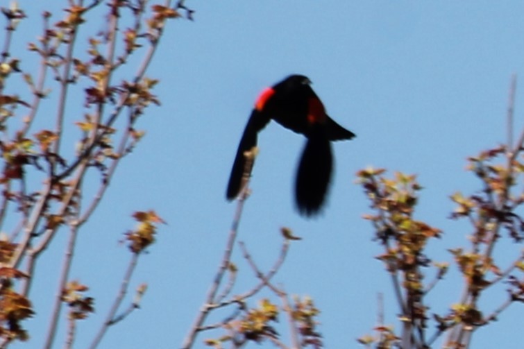 Red-winged Blackbird - Martha Huestis