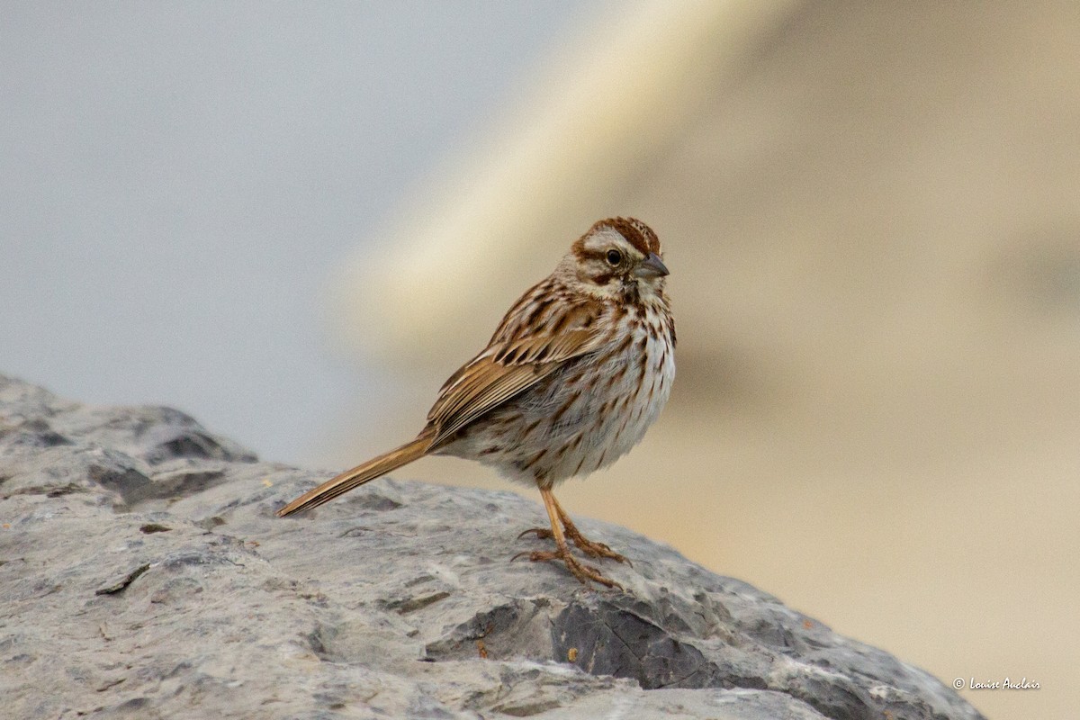 Song Sparrow - ML619053165