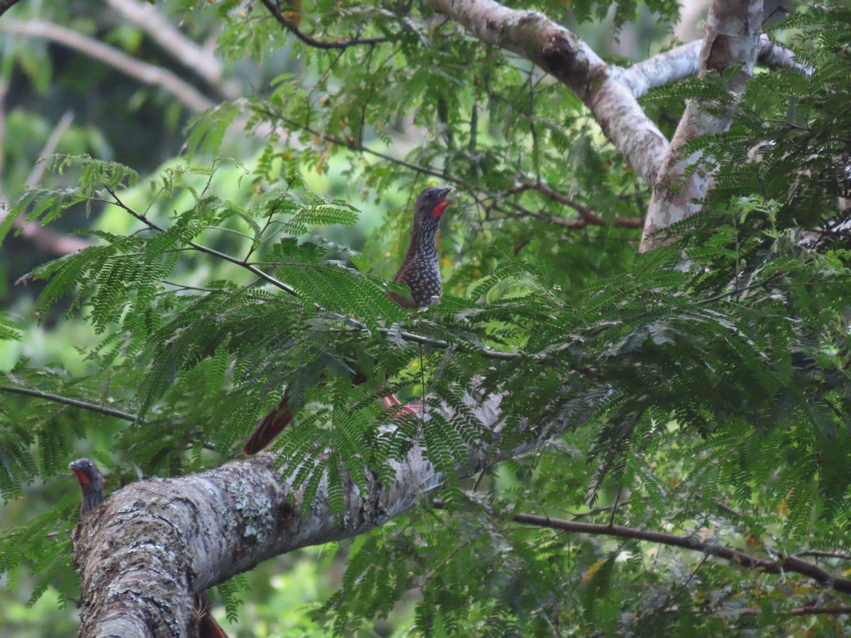 Chachalaca Moteada - ML619053194