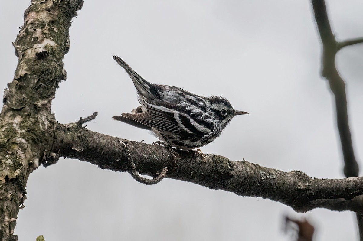 Black-and-white Warbler - Yannick Fleury