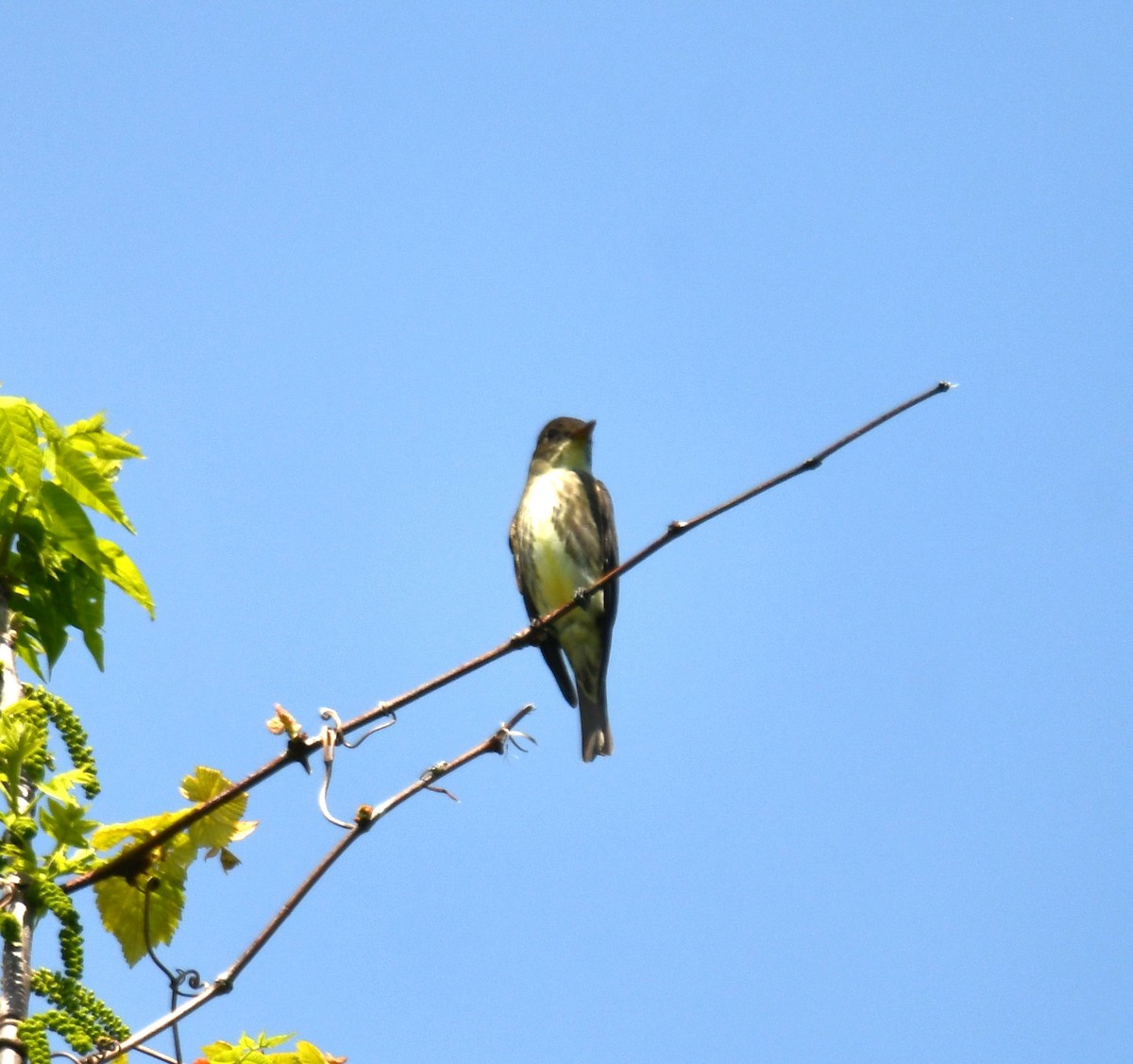 Olive-sided Flycatcher - Alissa Milillo