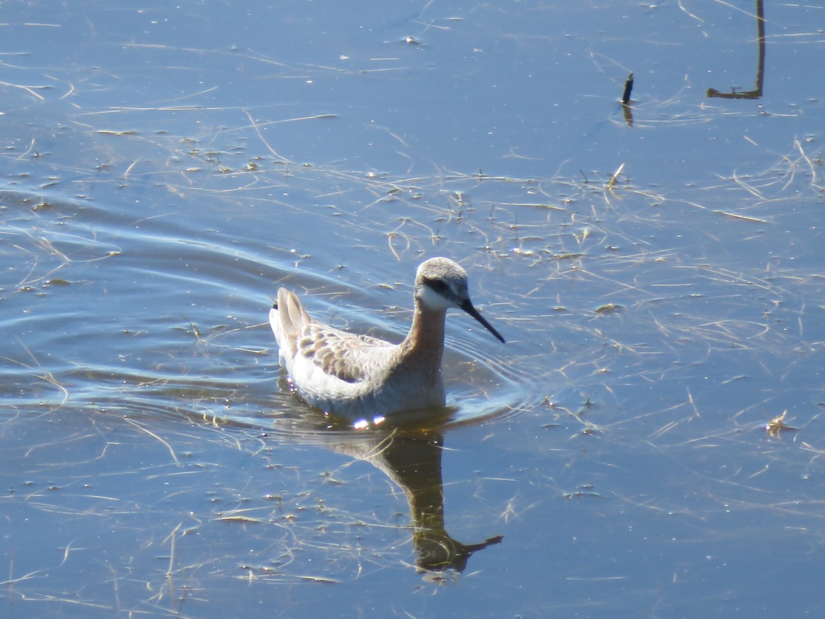 Wilson's Phalarope - Ken Dayer