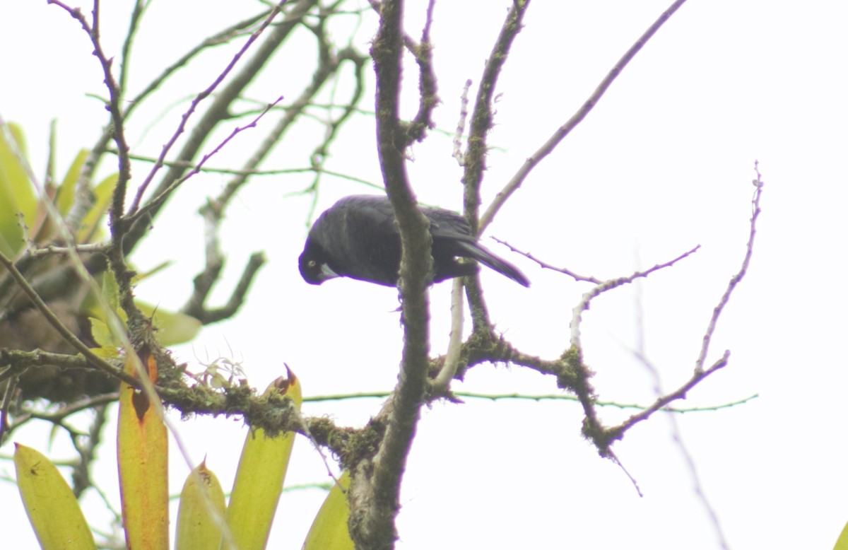 Giant Cowbird - Francy Cortés