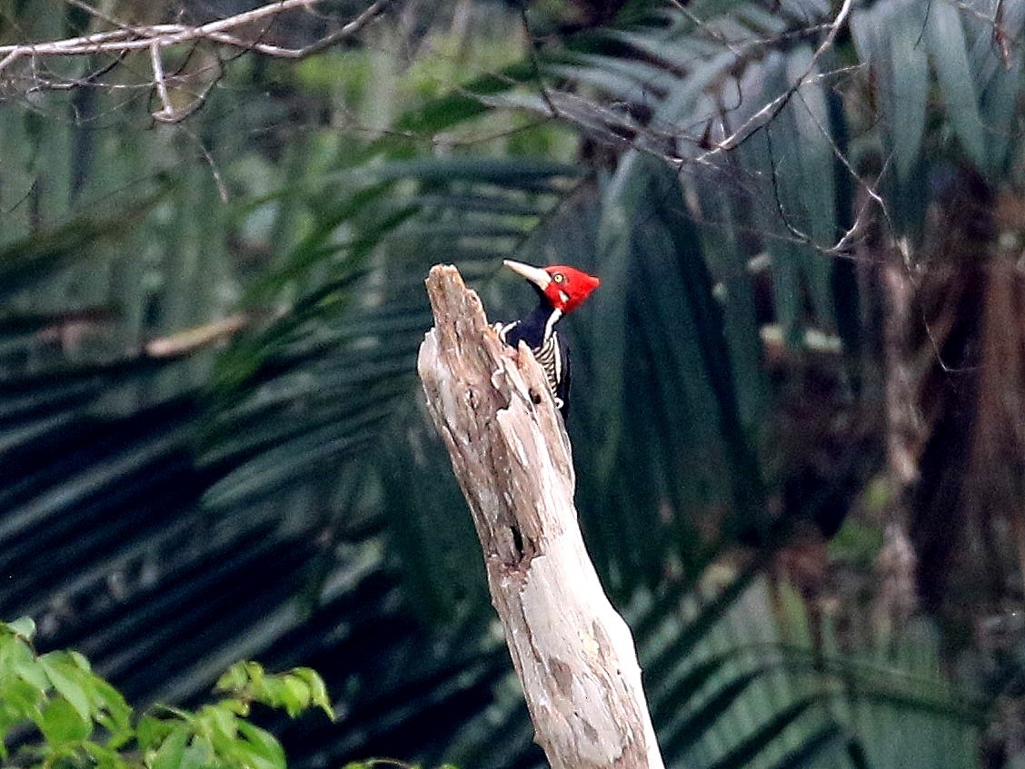 Crimson-crested Woodpecker - Geoff Butcher
