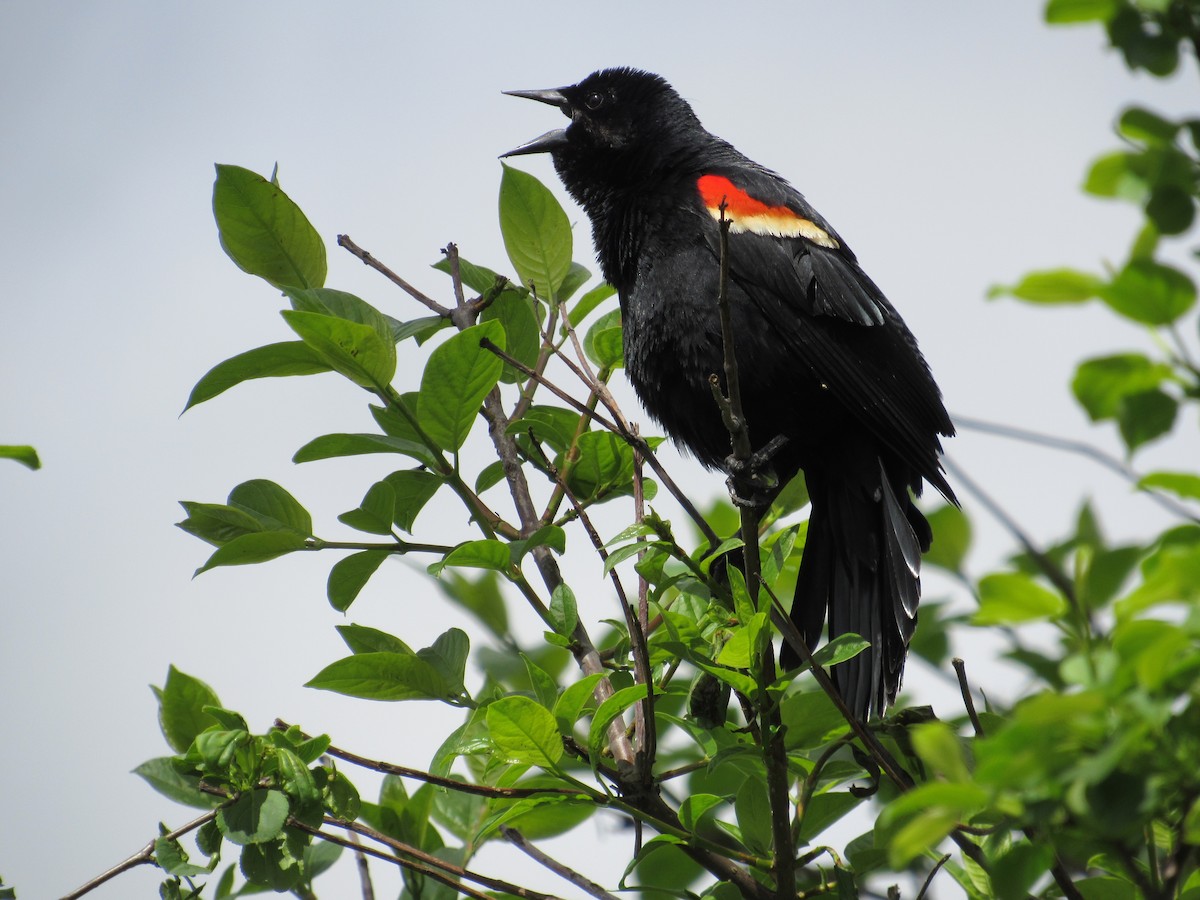 Red-winged Blackbird - Roger Hedge