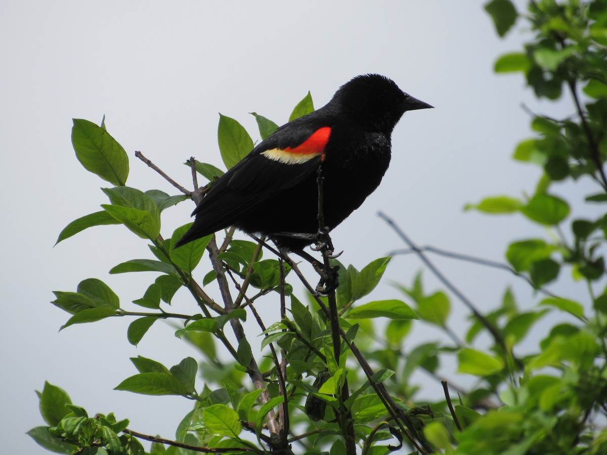 Red-winged Blackbird - Roger Hedge