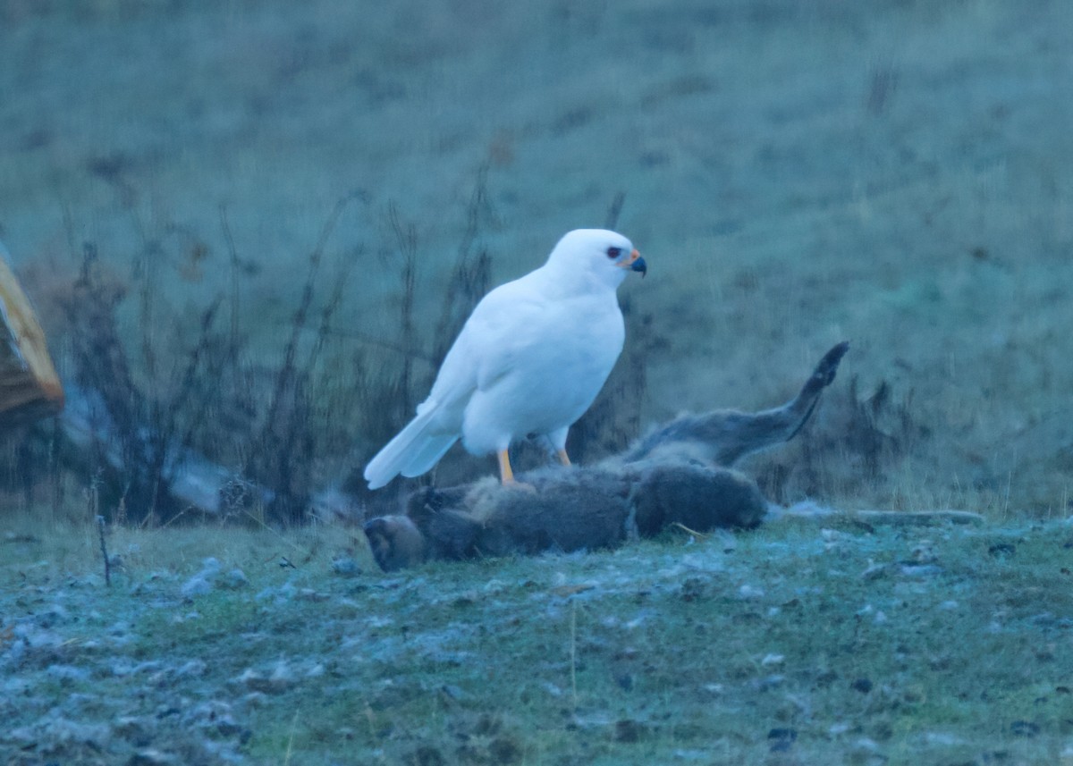 Gray Goshawk - ML619053242